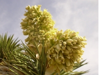 Joshua Tree Blossom